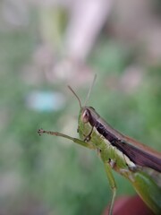 grasshopper on a leaf
