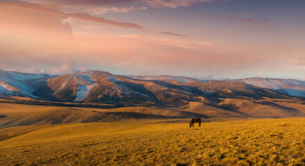 Horses at mountain meadows, Kazakhstan, plateau Assy near Almaty - obrazy, fototapety, plakaty