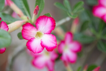 Pink and white bonsai flower