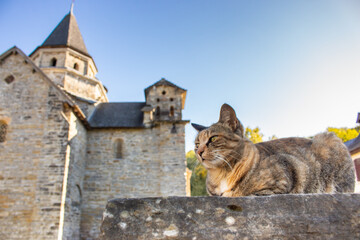 Cute brown cat sitting on the wall of ancient castle in Europe. Proud wild cat on sunny day. Pretty...