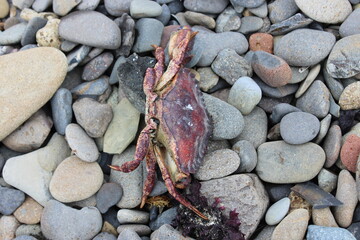 Little crab on the shore. USA.