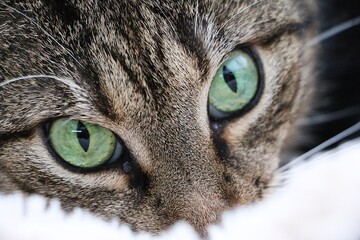 exteme close up of beautiful green eyes from a cat