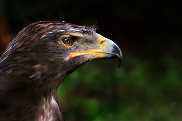 golden eagle portrait from zoo