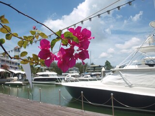 Yacht club and flowering plant. Bright pink bougainvillea on a foreground, yachts on a background. Light bulb garland. Wooden flooring, road along the pier. Blue sky with clouds. Buildings, lighthouse