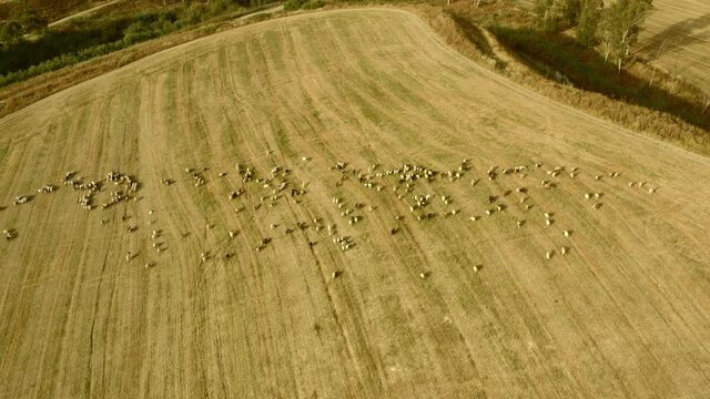 sheep graze in a field next to the kibbutz Beit Zera in Israel. Aerial shot in the light of the evening sun. UHD video