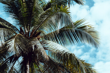 Top of coconut palm tree on blue sky.