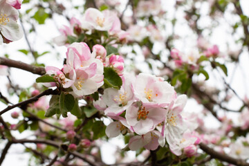 blooming Apple tree. soft pink and white color. garden in spring