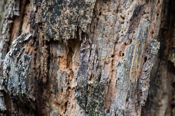 Macro of a bark of olive tree