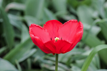 Tulip close-up on a green background