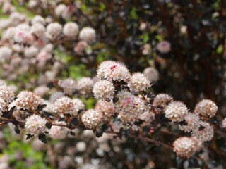 (Physocarpus opulifolius) Gros plan sur corymbes coniques de fleurs en boule blanc rosée, étamines pourprées, coeur jaune, du Physocarpe à feuilles d'obier 'Diablo"