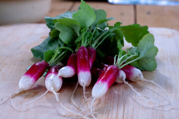 fresh radishes on a wooden table. the first harvest. early summer.