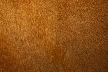 skin texture of a red cow, closeup. Natural product. 