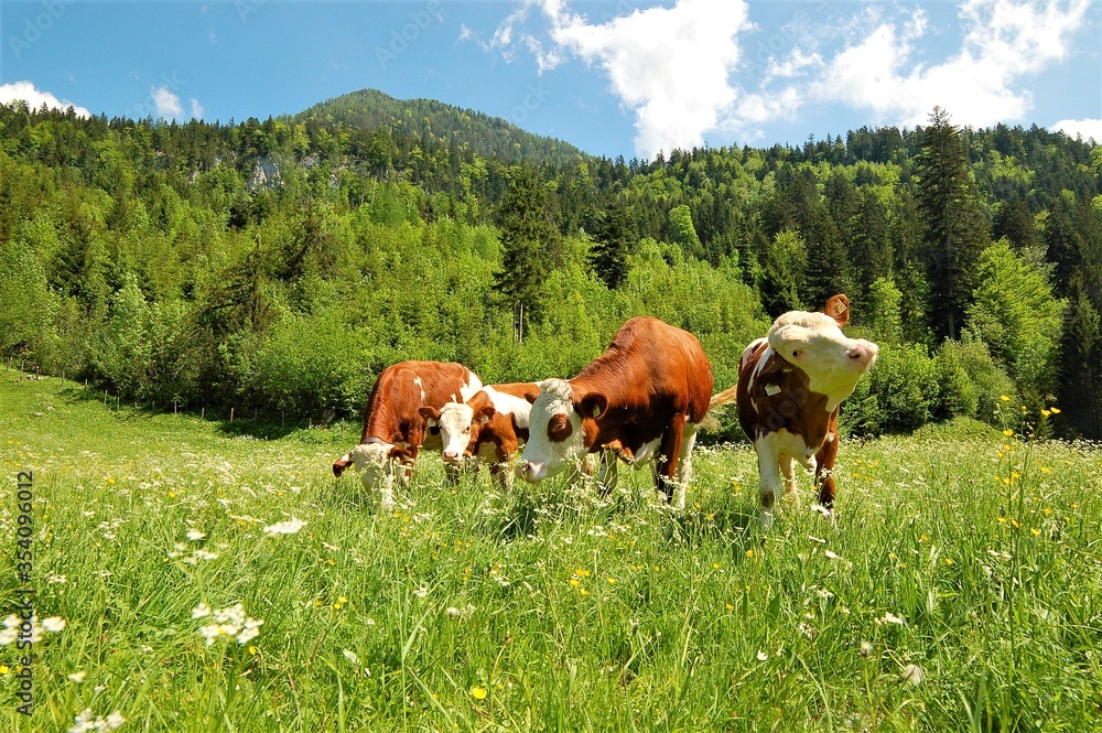 Wall mural cows on grass meadow in austria