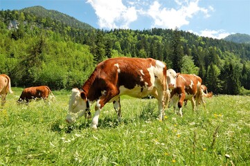 Fototapeta na wymiar cows on grass meadow in austria