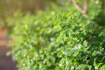 Closeup nature view of green leaf on blurred greenery background at Sunshine select focus