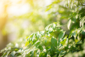 Closeup nature view of green leaf on blurred greenery background at Sunshine select focus