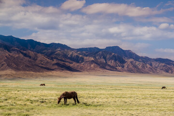 Fototapeta premium Horses on a pasture, near Almaty city, Kazakhstan