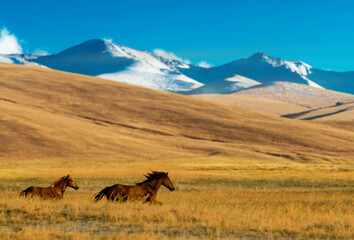 Tien Shan Mountains in Almaty, Kazakhstan, Central Asia - obrazy, fototapety, plakaty