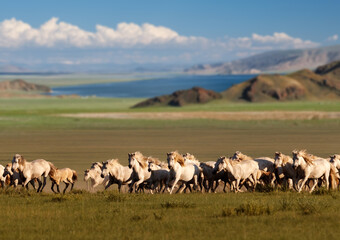 Horses on a pasture, near Almaty city, Kazakhstan