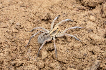 spider on the ground