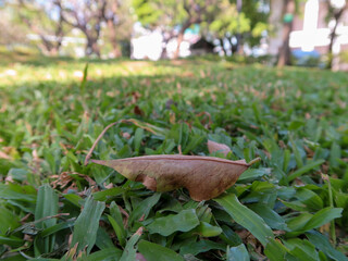 dried leaf on the green field.