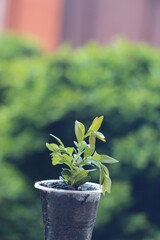 green plant in a pot