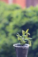 fresh herbs in a pot
