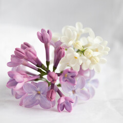 Naklejka na ściany i meble Lilac flower