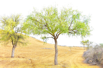 View of green trees on the sand dunes of Rajasthan