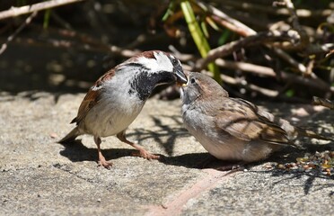 An adult Sparrow feeding its young.