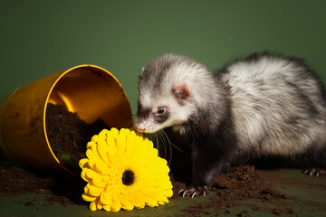 Ferret digs a flower out of a pot