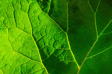 beautiful macro texture of rich green color leaf in summer garden