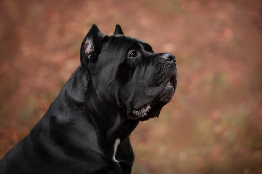 Canecorso Italiano Closeup Portrait
