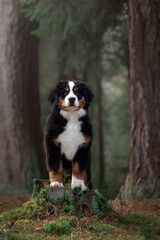 Bernese Mountain Dog puppy walking in the forest