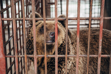 The cage in which the brown bear lives. A bearish view of the world from behind the bars
Brown bear