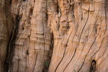 Pattern of a light brown trunk