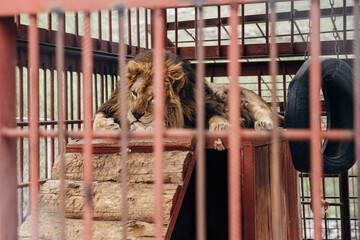 lion in a cage
Lion's view of the world from behind the bars
lion eats meat
zoo