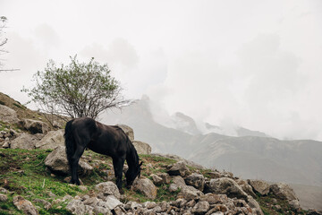 Fototapeta premium a horse grazes on a mountainside horse in the mountains