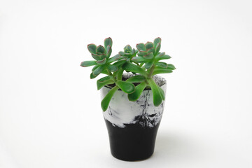 succulent in a black and white marble pot on a white background