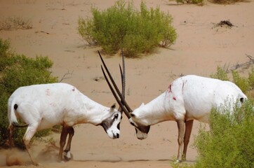 Arabian Oryx