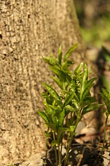 Mercurialis perennis - springtime blooming flower in the forest