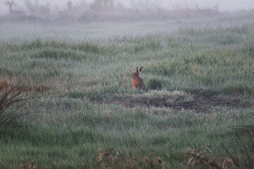 wild rabbit in the field