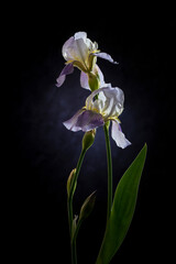 Image with irises.