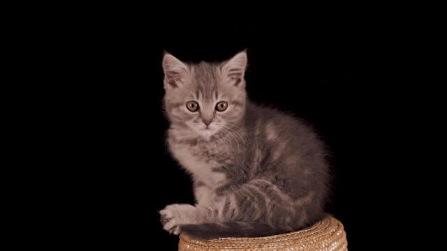 Two-month-old Scottish Straight kitten on a black isolated background. The cat sleeps on a straw hat, wakes up and licks his paw. Shooting from a tripod in 4K close up