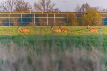 roe deer in the wild