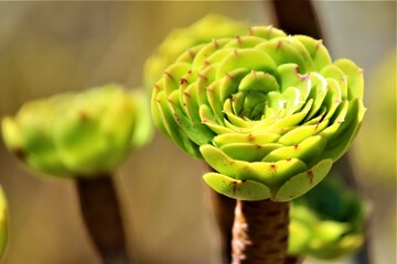 Succulent Plant