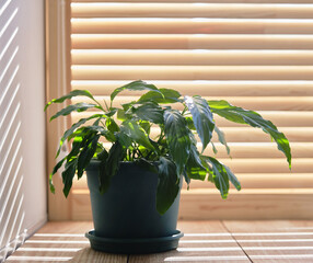 A spathiphyllum houseplant on a windowsill