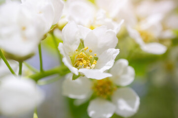 Blooming bird cherry close-up. Detailed macro photo. Beautiful white flowers. Great image for postcards. The concept of spring, summer, flowering..