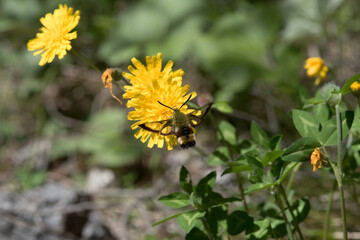 una bella falena delle alpi mentre vola di fiore in fiore come un colibrì, alla ricerca di buon nettare