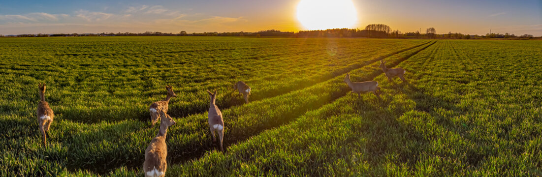 a landscape with a herd of roe deer at sunset